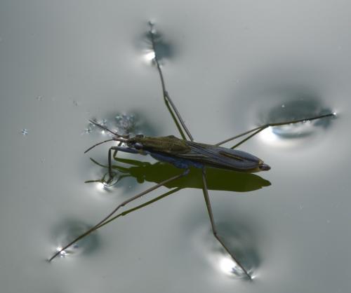 Gerris sp.